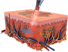 PICOCARE Majesty Nd:YAG Laser by MEDILIFE — image 4