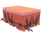 PICOCARE Majesty Nd:YAG Laser by MEDILIFE — image 6